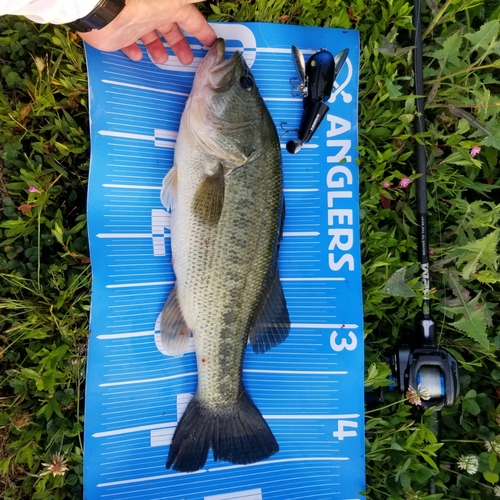 ブラックバスの釣果