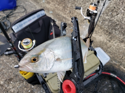 シオの釣果