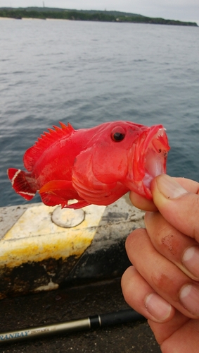 ニジハタの釣果