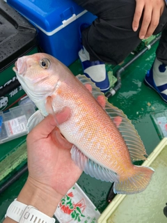 シロアマダイの釣果