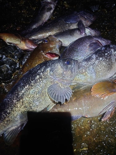 クロソイの釣果