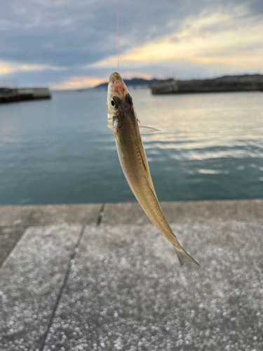 キスの釣果