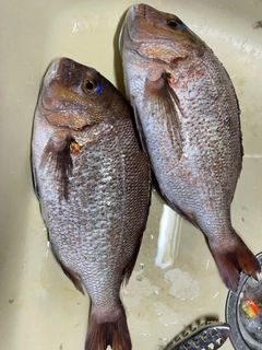 カンパチの釣果