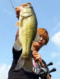 ブラックバスの釣果