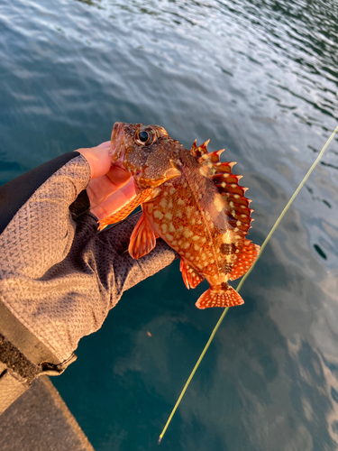 アラカブの釣果