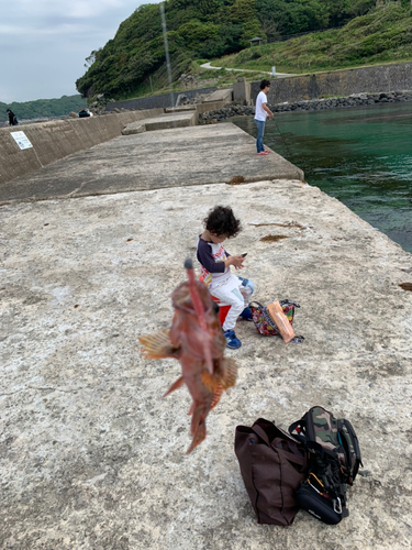 アラカブの釣果