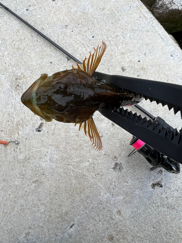 アナハゼの釣果