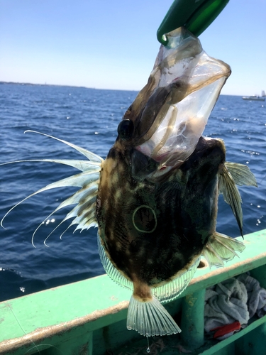 マトウダイの釣果