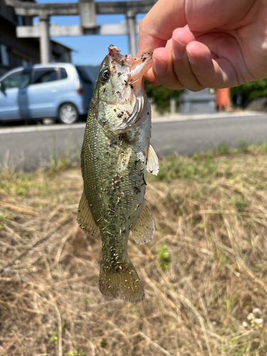 ラージマウスバスの釣果