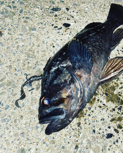 クロソイの釣果