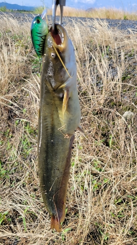 ナマズの釣果