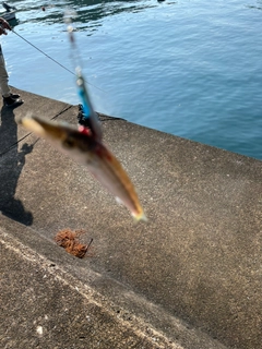 カマスの釣果