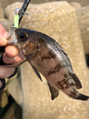 メバルの釣果