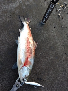 ウミサクラの釣果