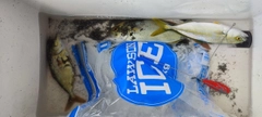 ショゴの釣果