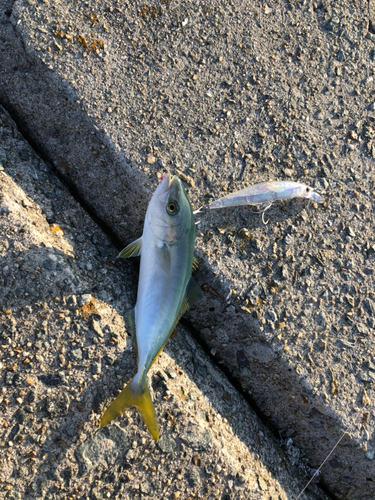 ツバスの釣果