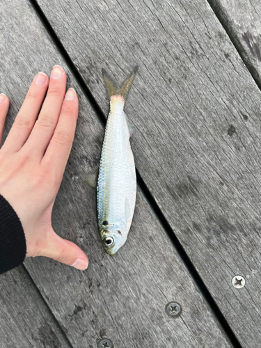 コノシロの釣果