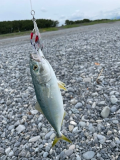 ワカシの釣果