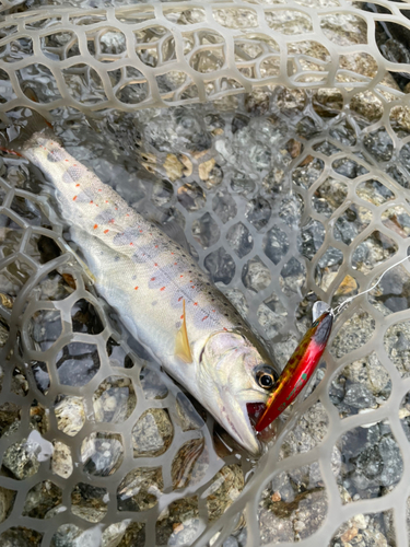 アマゴの釣果