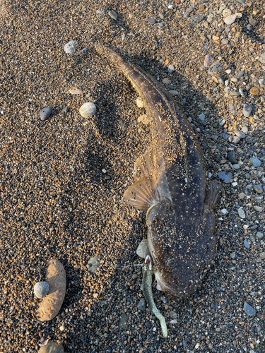 マゴチの釣果