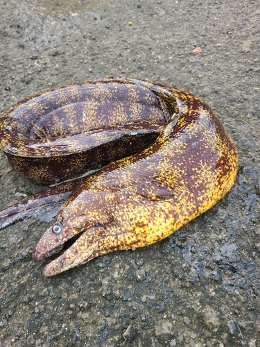 ウツボの釣果