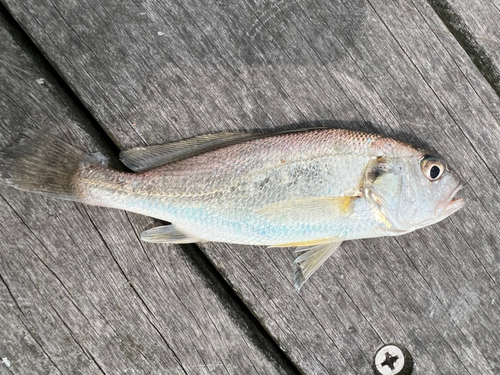 イシモチの釣果