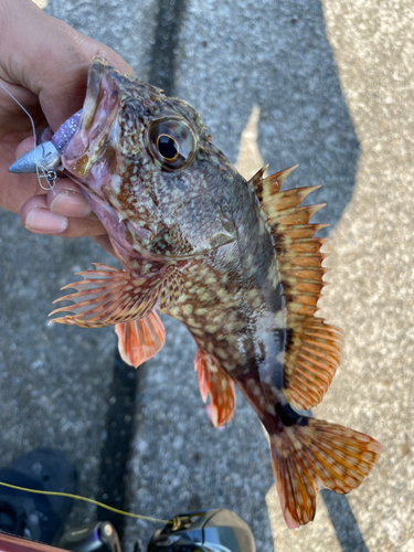 カサゴの釣果