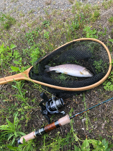 ヤマメの釣果