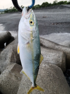 ワカシの釣果