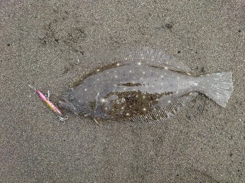 ソゲの釣果