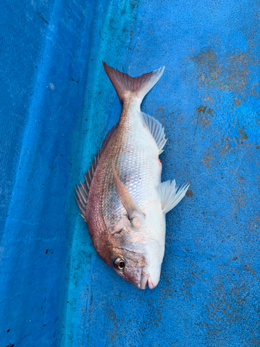 タイの釣果