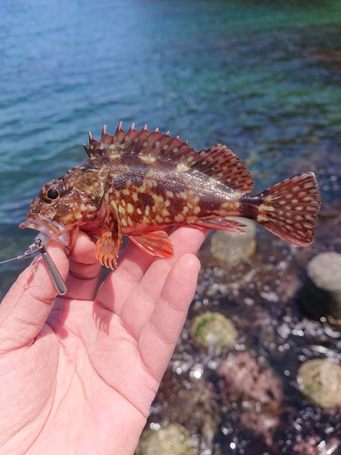 カサゴの釣果