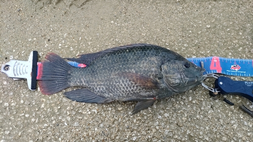 ティラピアの釣果