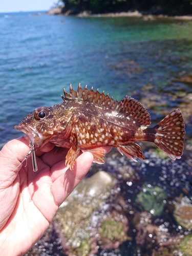 カサゴの釣果