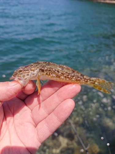 アナハゼの釣果