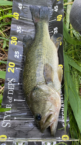 ブラックバスの釣果