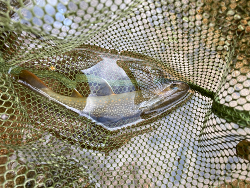 イワナの釣果