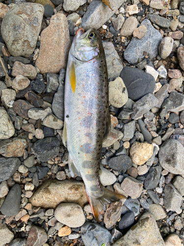 アマゴの釣果