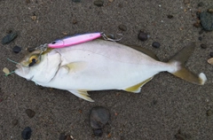 ショゴの釣果