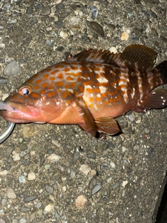 アコウの釣果