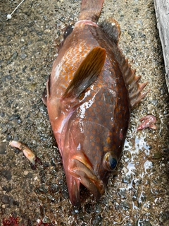 アコウの釣果