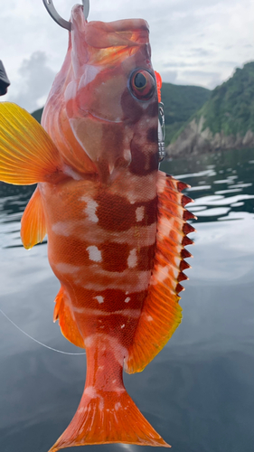 アカハタの釣果