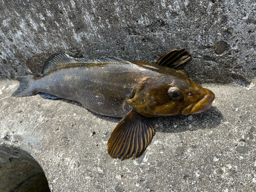 アイナメの釣果