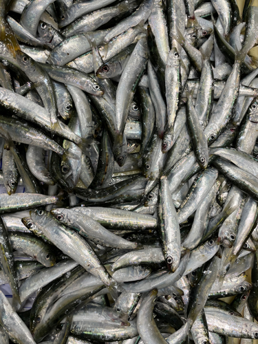 イワシの釣果