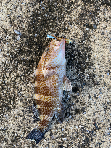 オオモンハタの釣果