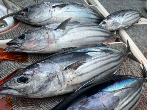 カツオの釣果