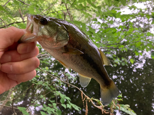 ラージマウスバスの釣果