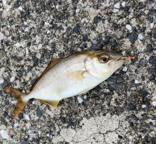 ショゴの釣果