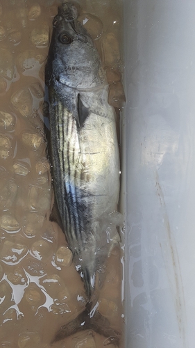 ハガツオの釣果