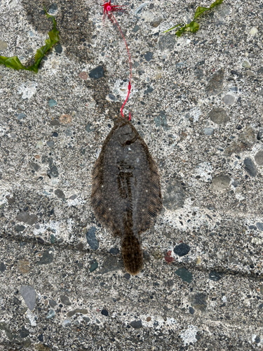 カレイの釣果